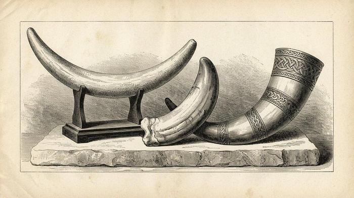 Wood engraving of three trophies: a walrus tusk on a stand, a large fang, and a banded drinking horn