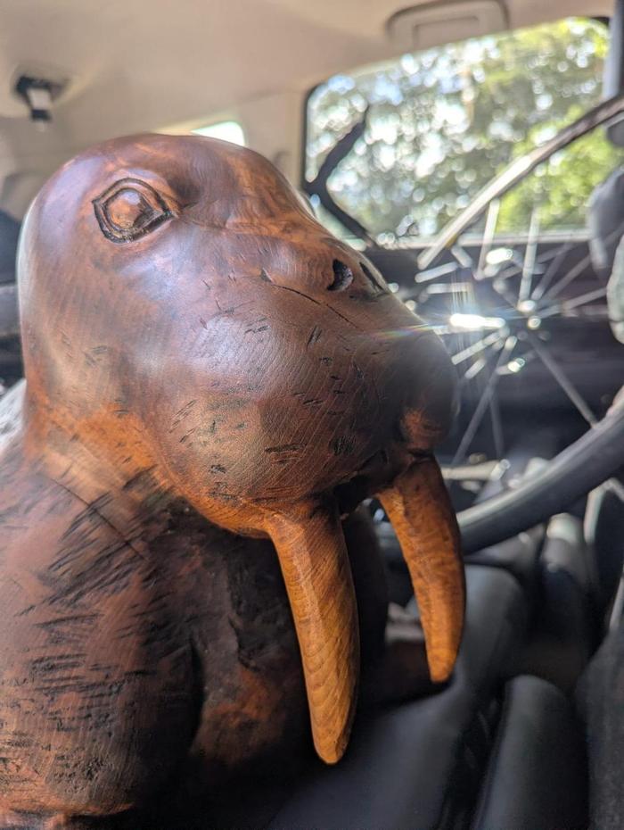 A carved wooden walrus with long tusks, photographed inside a vehicle beside a bicycle wheel
